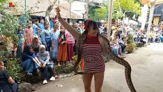Ratu Ular New Pandawa terbaru,2026
