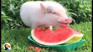 Cute Animals Eating Watermelon Compilation | The Dodo