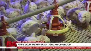 TINGKAT PENGELUARAN AYAM, PKPS JALIN USAHASAMA DENGAN CP GROUP
