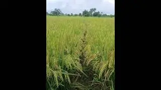 longping 534 harvedting time 115days.