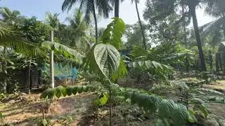 Plain Farm Plot For Sale Of 1 Acre In Pattambi , Kothachira Thrissur at 1.20 Lakhs /Cent