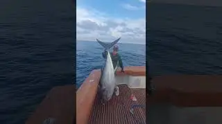Big tuna are priceless #tuna #bigeye #fishing