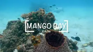 Mango Bay. Koh Tao 🏝️