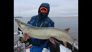 Another BIG Headlock Muskie from Lake of the Woods