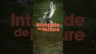INTR&Eacute;PIDE DE NATURE EPISODE 2: Nitassinan - The Northern Coast of Qu&eacute;bec