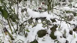 ЗИМНИЙ УРОЖАЙ МАЛИНЫ