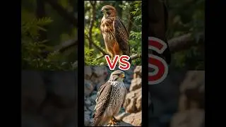 Eagle vs Falcon Who Wins the Battle of Speed