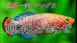 【ラコビー】世界一美しいと称されるメダカの卵を孵化させるぜ！