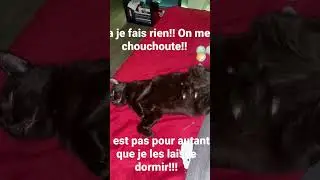 debout les gars...reveillez vous#ypシ゚ #ypシ゚ #fypシ゚ #chat #cat #kitty #cute #catlovers #party