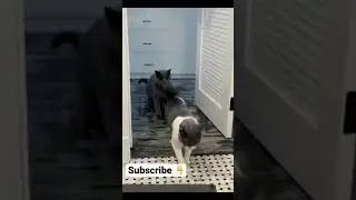 Jumping Pets 🤩 Funny Moments with Cats and Rabbit😂 Please Subscribe 👇