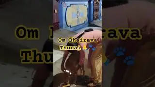 Happy Pongal! Feed community dogs, keep water bowls, be kind, don&rsquo;t hurt. #Shorts #Viral #Trending