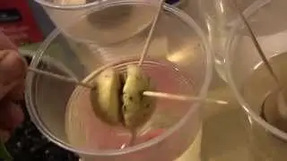 Project Avocado update: What the....