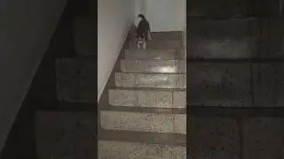 highly active #dog #husky #food #puppy #jerry #fooddiary #huskylife #doglover #yourmom #chill