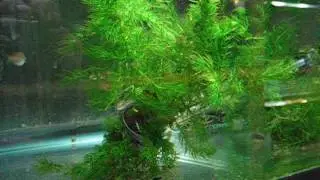 Choprae Danio's breeding!
