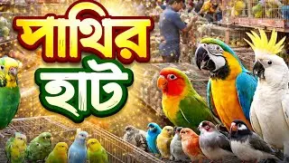 মেরাদিয়া বাজার পাখির হাট। সুন্দর পাখি পাওয়া যাচ্ছে। আকর্ষণীয় দামে এসব পাখি বিক্রি হচ্ছে 