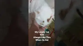 My Cats Always Eat The Food From My Hand #shorts