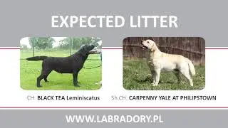 CARPENNY YALE AT PHILIPSTOWN x BLACK TEA Leminiscatus - expected