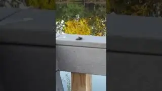 Ground Bees Mating...Caught On Camera...#BeePorn