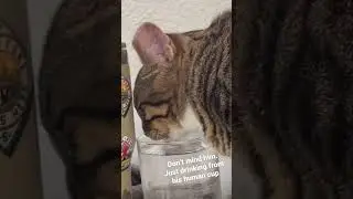 My Cat Only Drinks From Glass Cups. #cute #cat #shorts