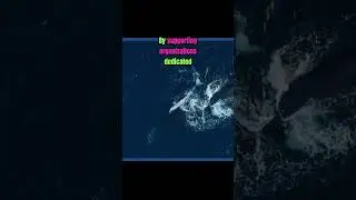 Protecting Whales - How You Can Make a Difference