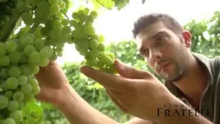 Bosio Vini - Piemonte