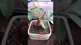 Tending & Trimming your Bonsai!  #Bonsai #indoorplants #bonsaitree #shorts #gardening #media #BTCM