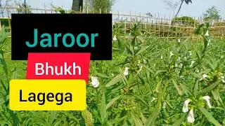 Hajami Shakti badhane ka ghrelu nuskha