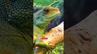 Relaxing Chameleon Blending with Nature 🦎🍃 Jungle Calm #shorts #wildlife #ChameleonCalm #JungleVibes