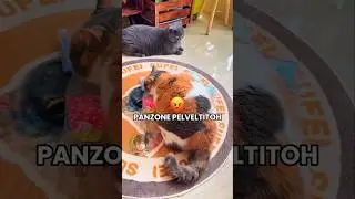 🐱 Gatto panzone (PARTE 27)