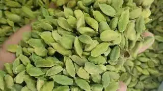 Chottai Elaich Green Cardamom from Plantations of India