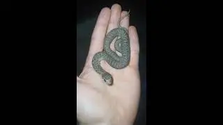 holding baby VENOMOUS SNAKE