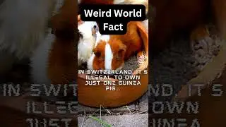 Switzerland's Guinea Pig Law: Why They Can't Go Solo! #SocialGuineaPigs #CompanionAnimals