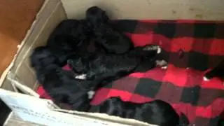 Los Pelusitos