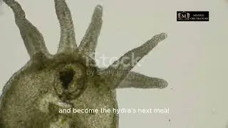 The Fascinating Life of the Hydra: Nature's Tiny Marvel