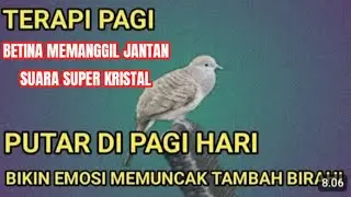 SUARA SUPER KRISTAL PERKUTUT BETINA MEMANGGIL JANTAN - PANCINGAN SANGAT AMPUH BURUNG PERKUTUT