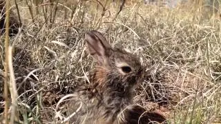 Desert Cottontail 17 Days Old [Rehabilitation]