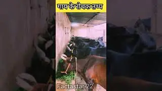 3 Amazing facts about cow #short #ytshorts #facts #cow