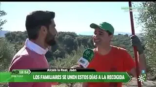 UPA Jaén en el tajo en plena campaña de la aceituna  Andalucía Directo 7 diciembre