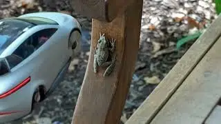 Frog Adventure (Original Song)