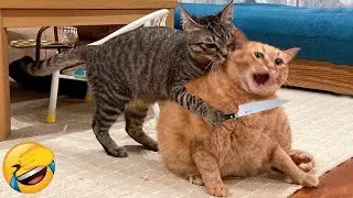 10 Minutes of the Funniest Cats on the Internet 😹
