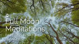 Branches - A Nature Connection Full Moon Meditation (Recorded March 2025)