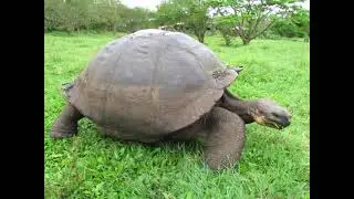 Galapagos Islands - Lonesome George the tortoise