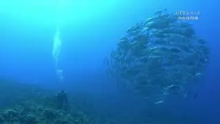 【沖永良部島でダイビング】シーズンオフだけど浅場でギンガメトルネード🌪🌪🌪