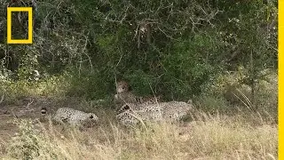 A Place for Cheetahs | National Geographic