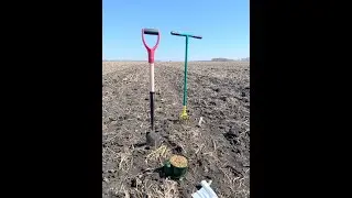 Bait Trapping for Wireworms