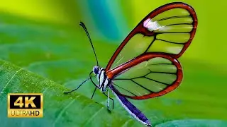 Butterfly 4K Scenic Video - Nature Music