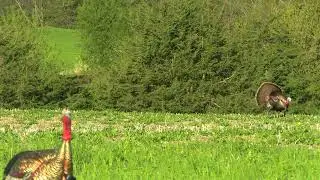 Turkey Hunting a SHOWSTOPPER