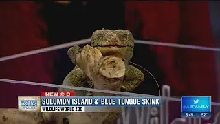 Wildlife World Zoo: Skinks