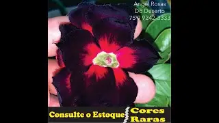 Catálogo 1 Angel Rosas do Deserto