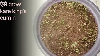 How to Grow 🌱🌱  King's Cumin  (अजवाइन) 🌱🌱  At HOME ( अजवाइन घर में कैसे उगाएं)